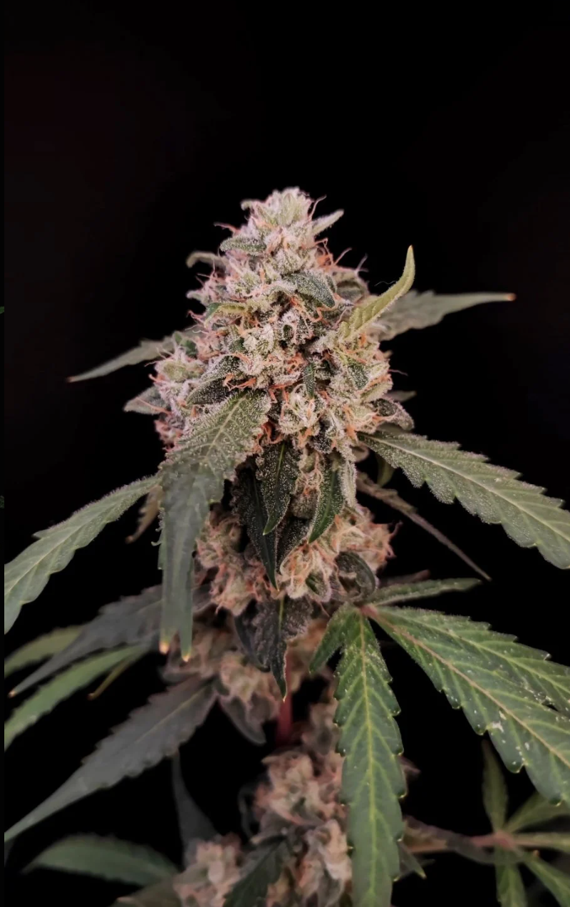 AK Auto_1