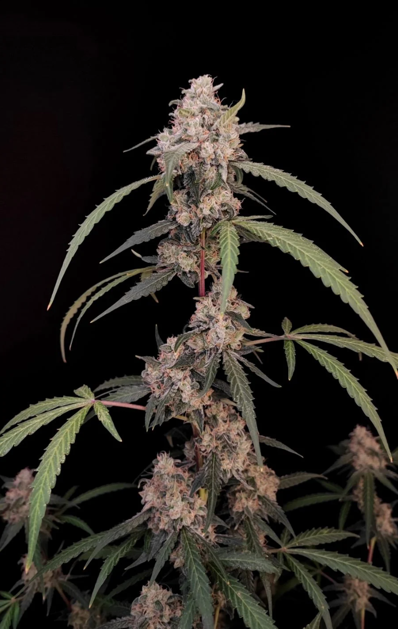 AK Auto_2