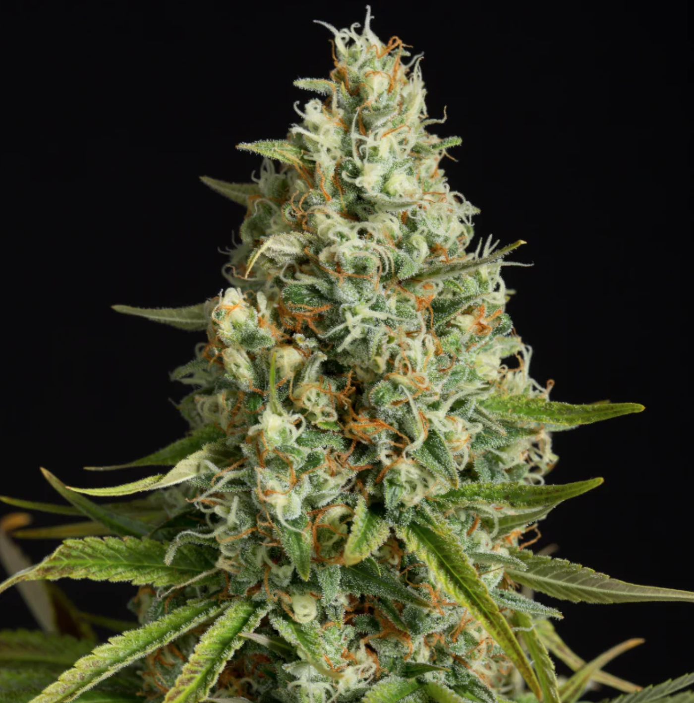 AMNESIA LEMON