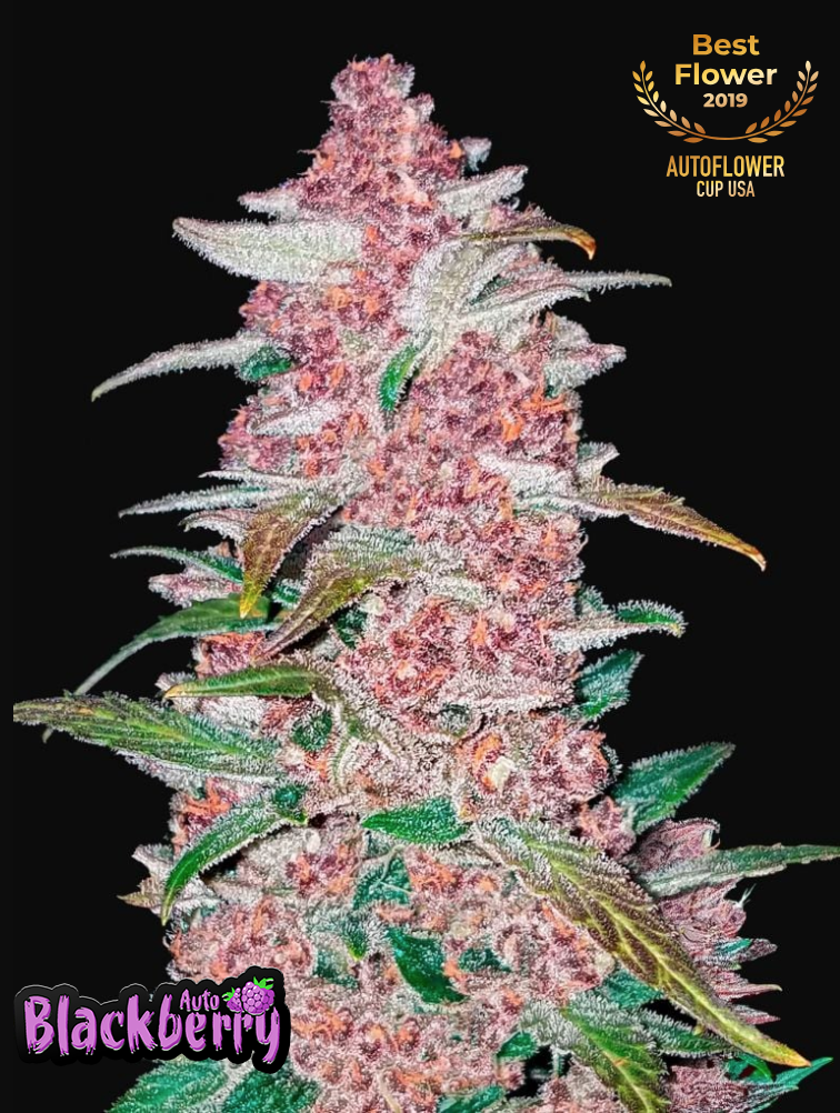 Blackberry Auto