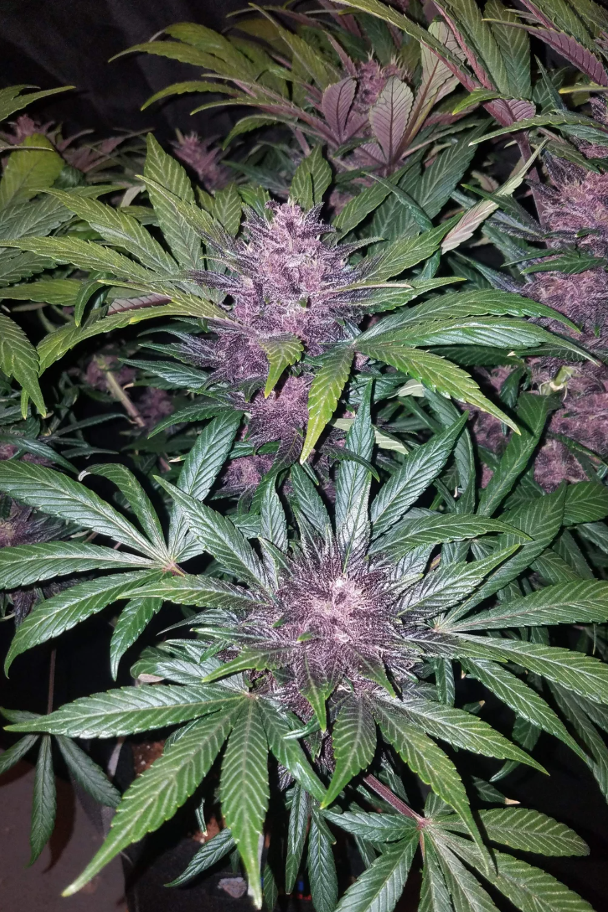 Blackberry Auto_2