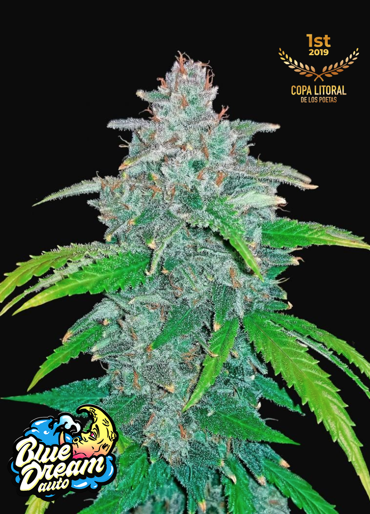 Blue Dream AUTO