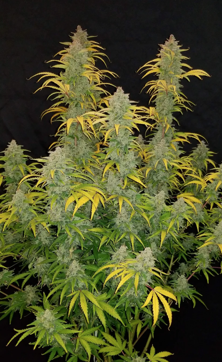 Blue Dream AUTO_1