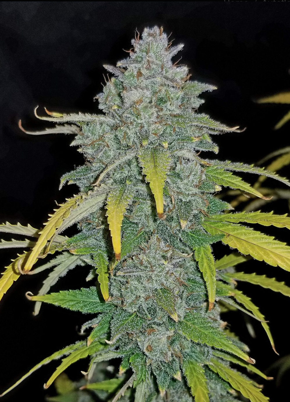 Blue Dream AUTO_2