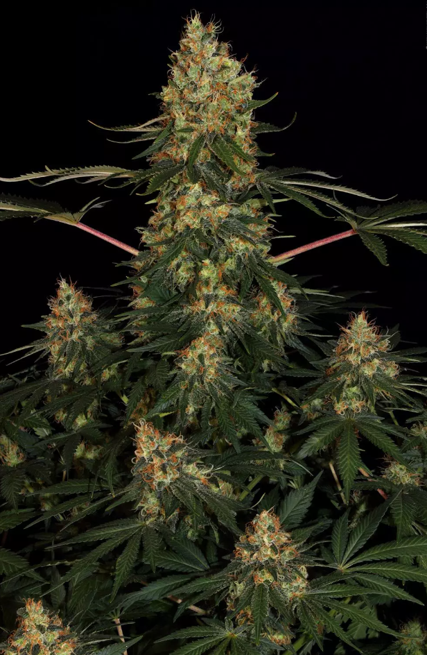 Californian Gold _2