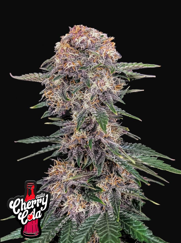 Cherry Cola Auto