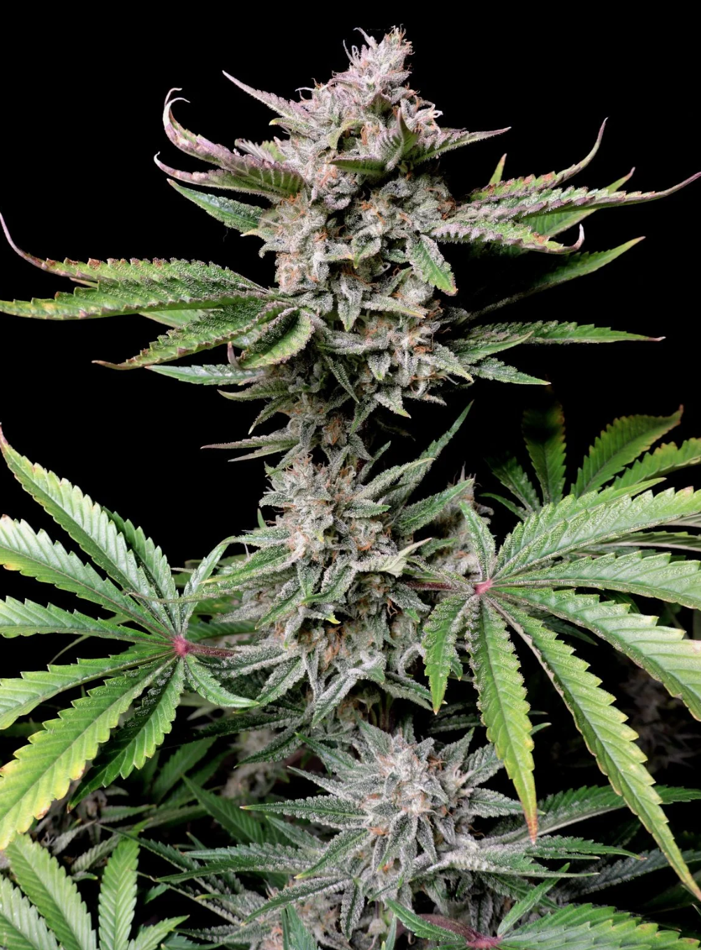Cherry Cola Auto_1