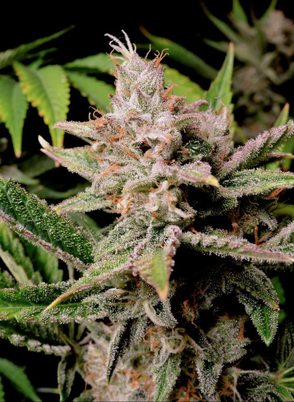 Cherry Cola Auto_2