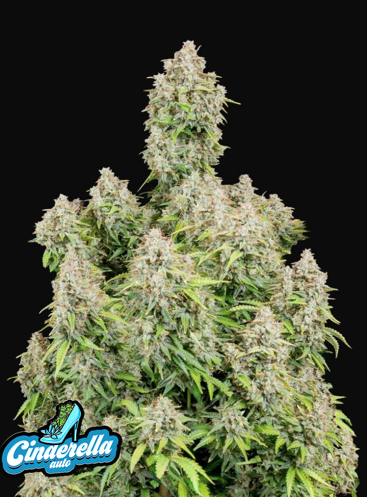 Cinderella Auto