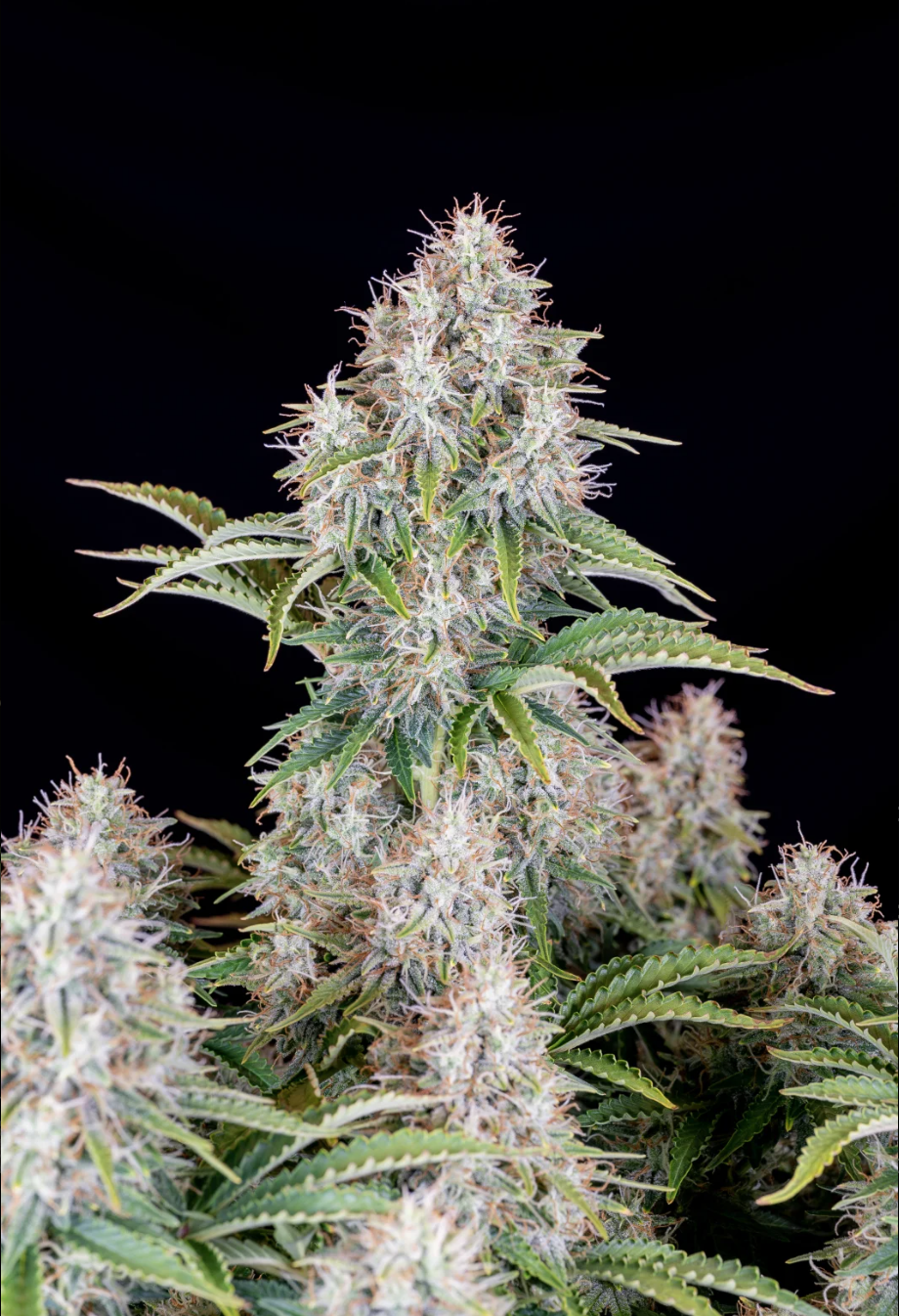 Cinderella Auto_1