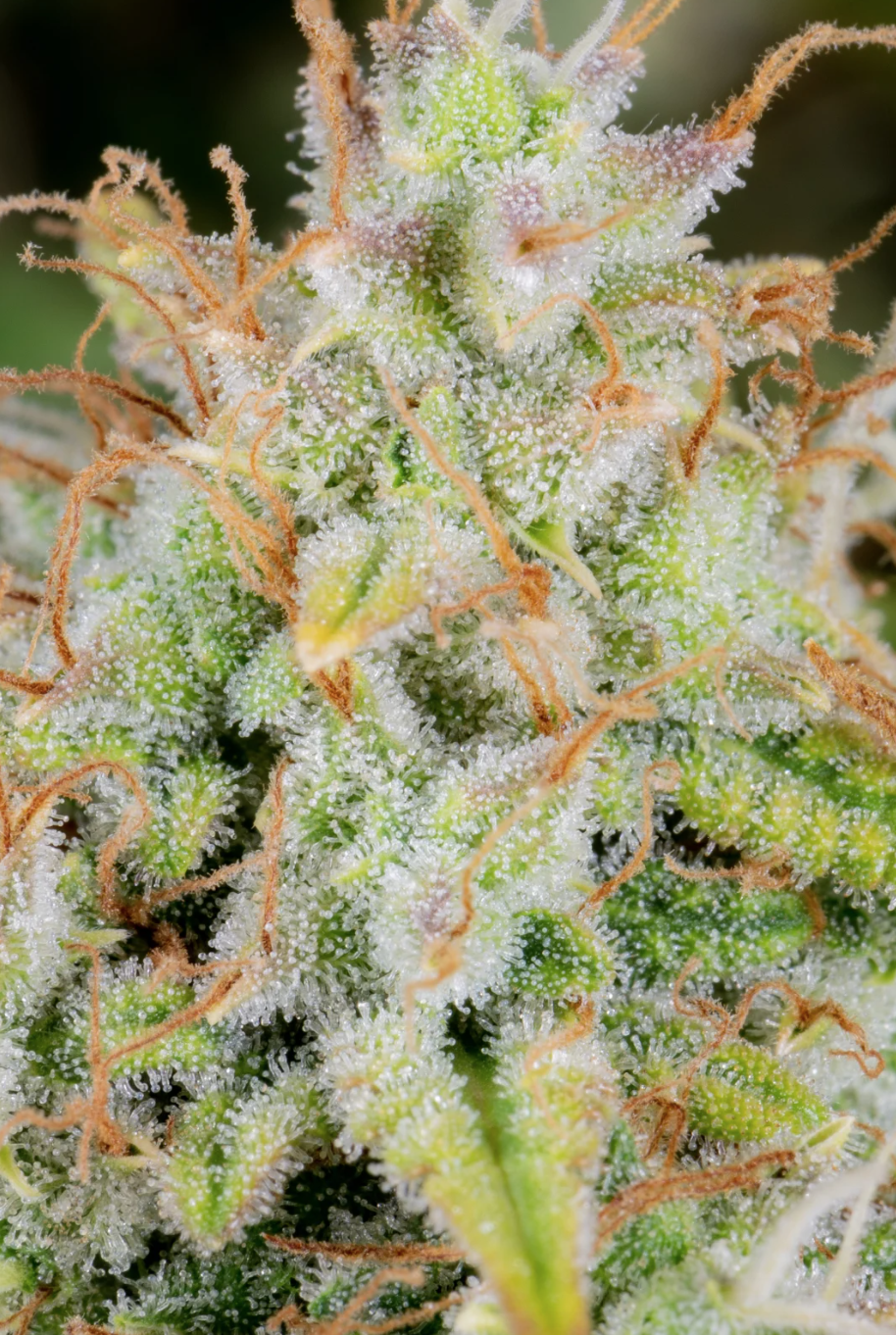 Cinderella Auto_2