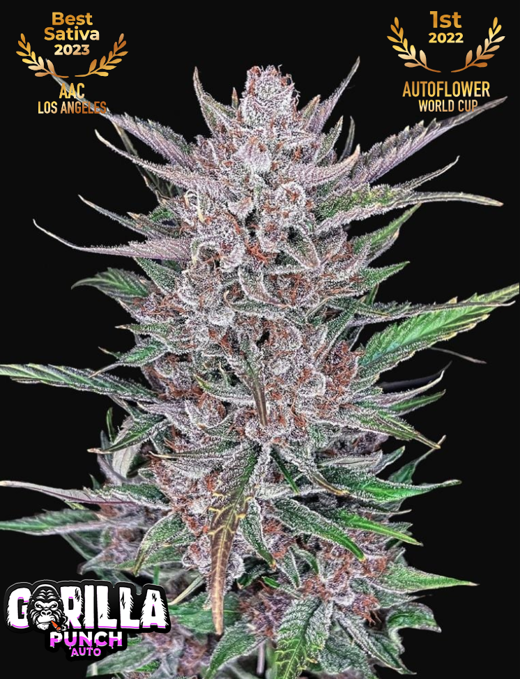 Gorilla Punch Auto