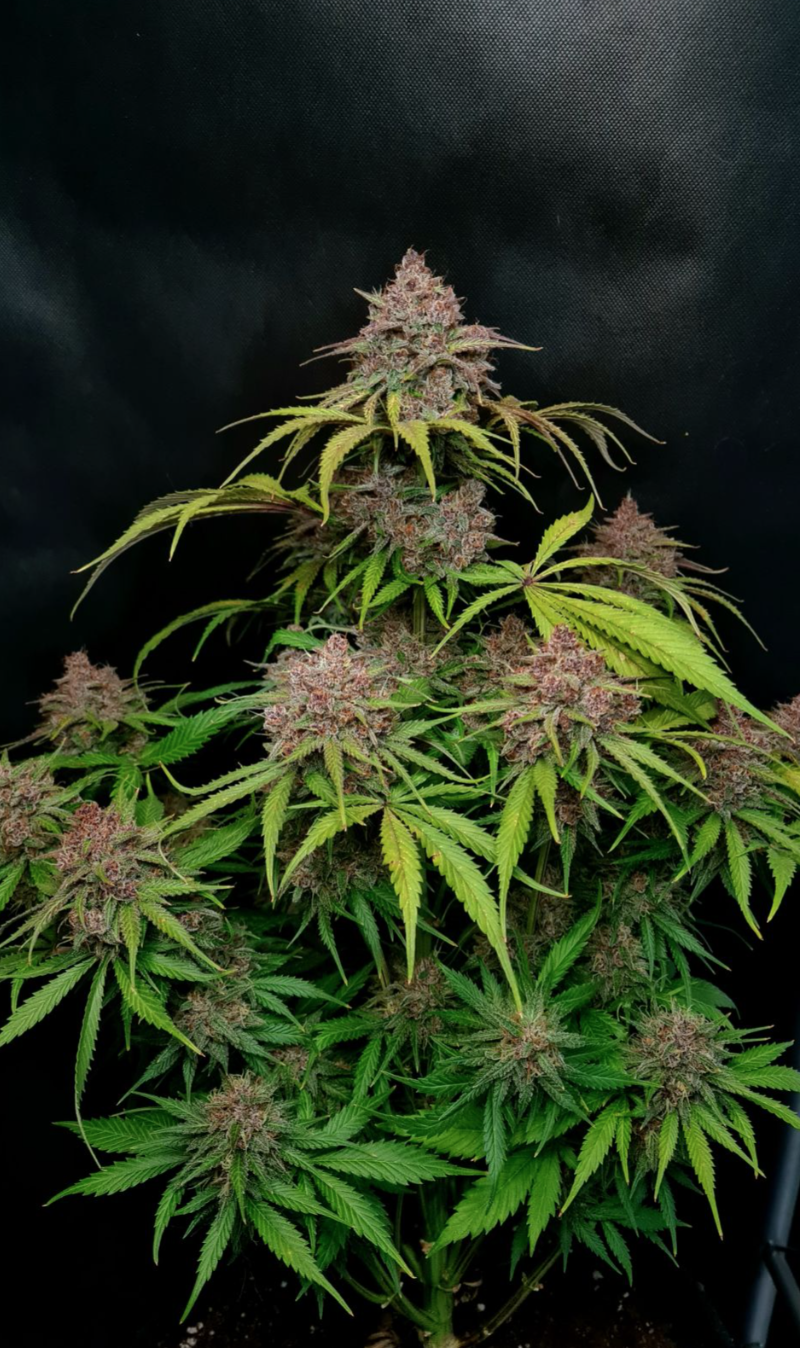 Gorilla Punch Auto_1