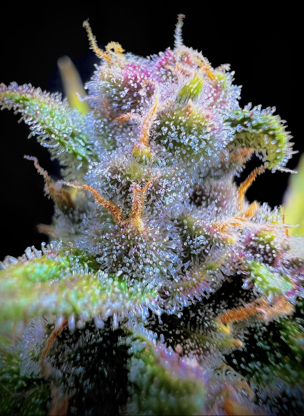 Gorilla Punch Auto_2
