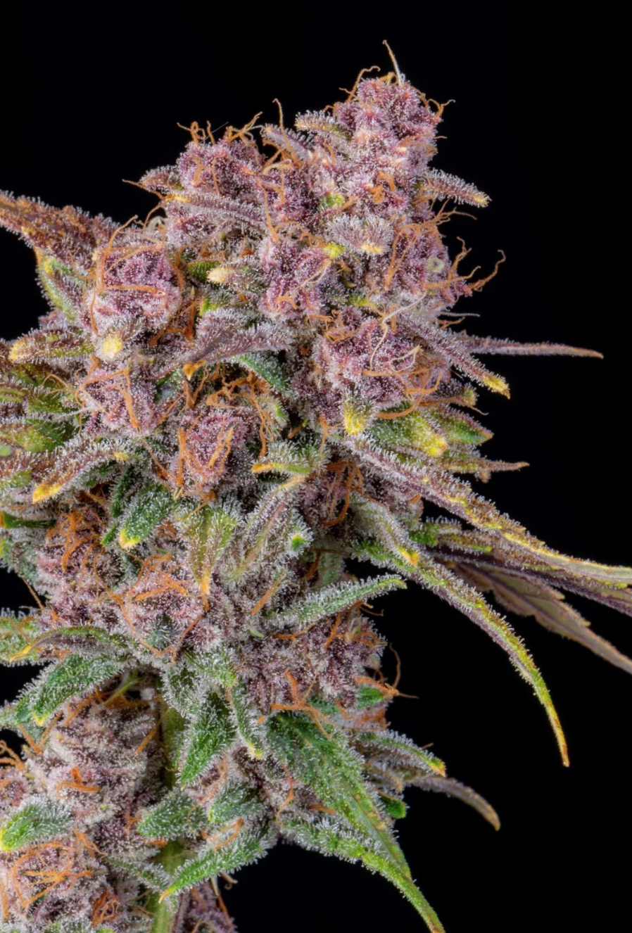 Gorilla Punch Auto_3