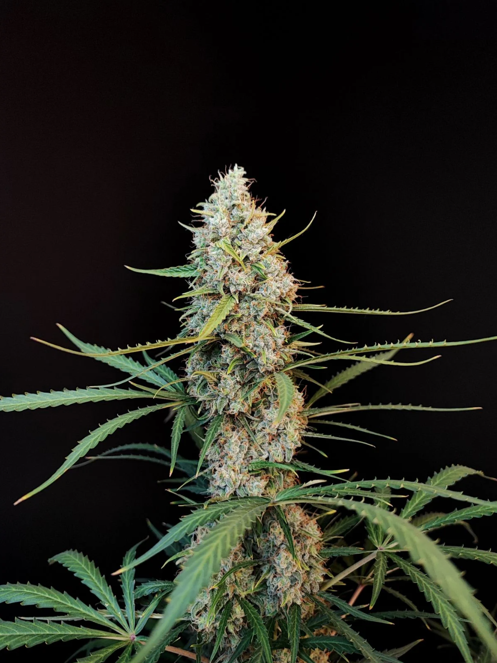 Jack Herer Auto_2