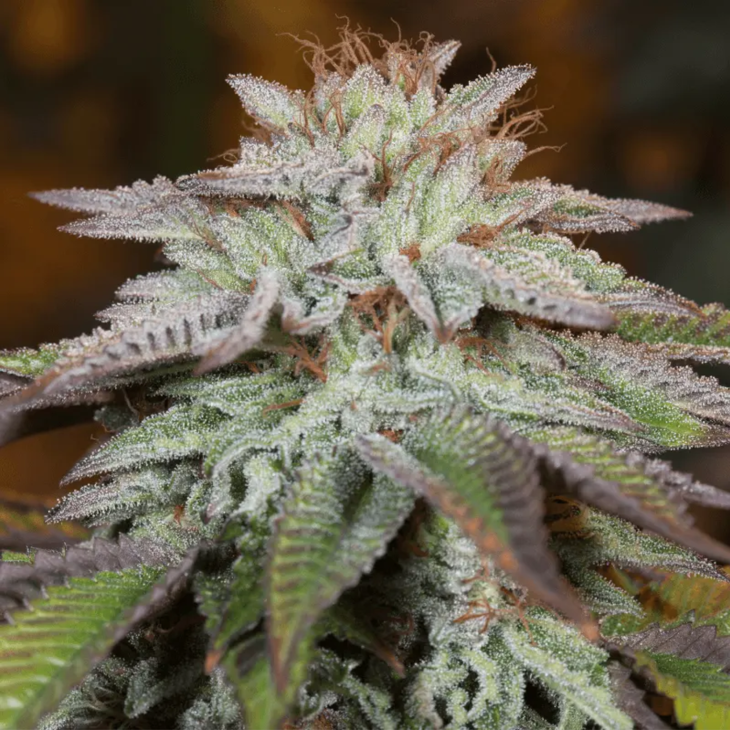 L.A. VANILLA CAKE AUTO
