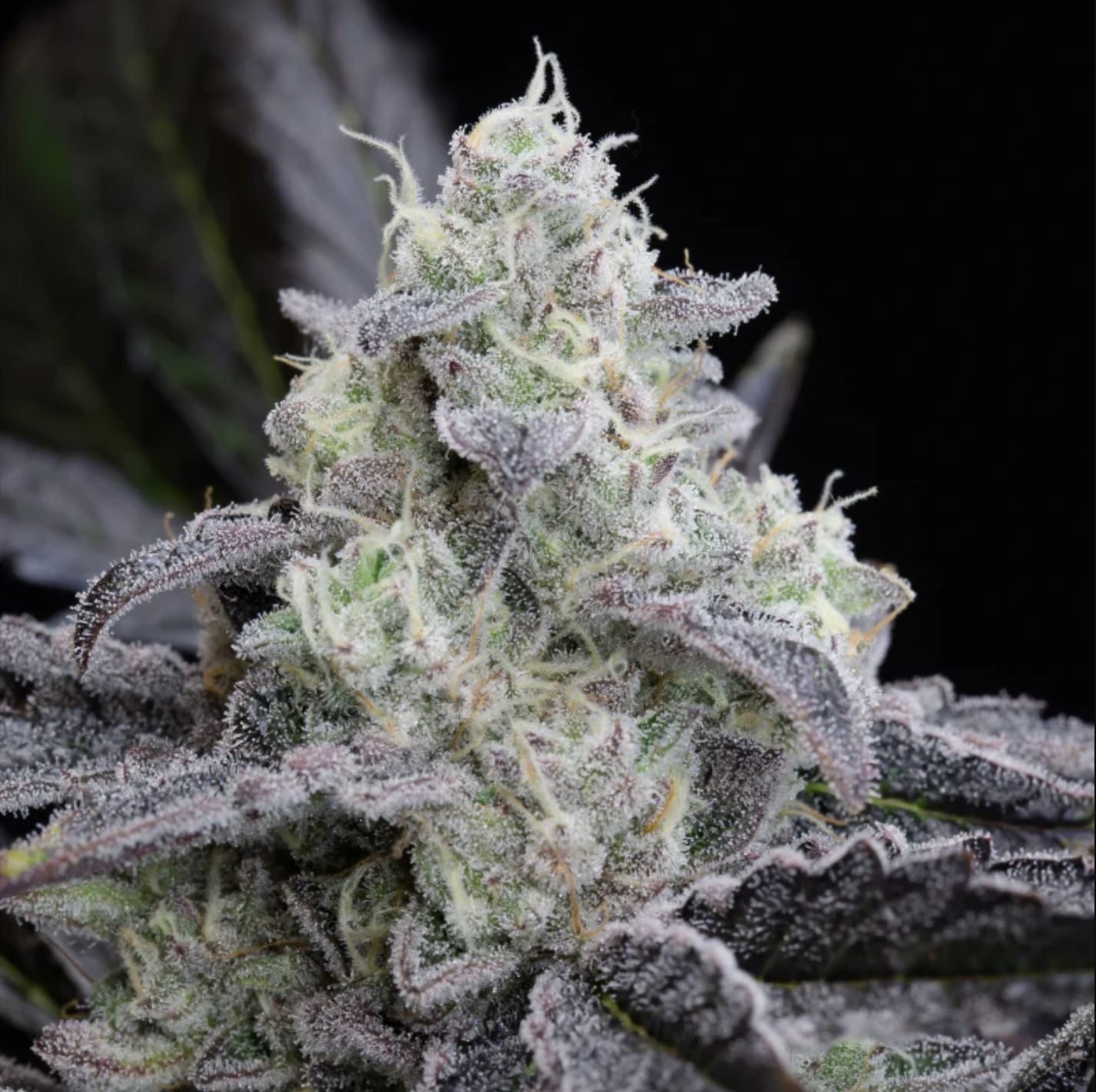 L.A.VANILLA CAKE