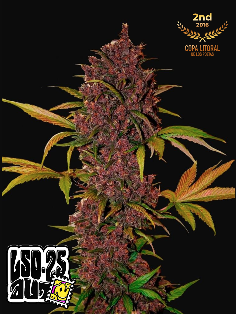 LSD-25 Auto