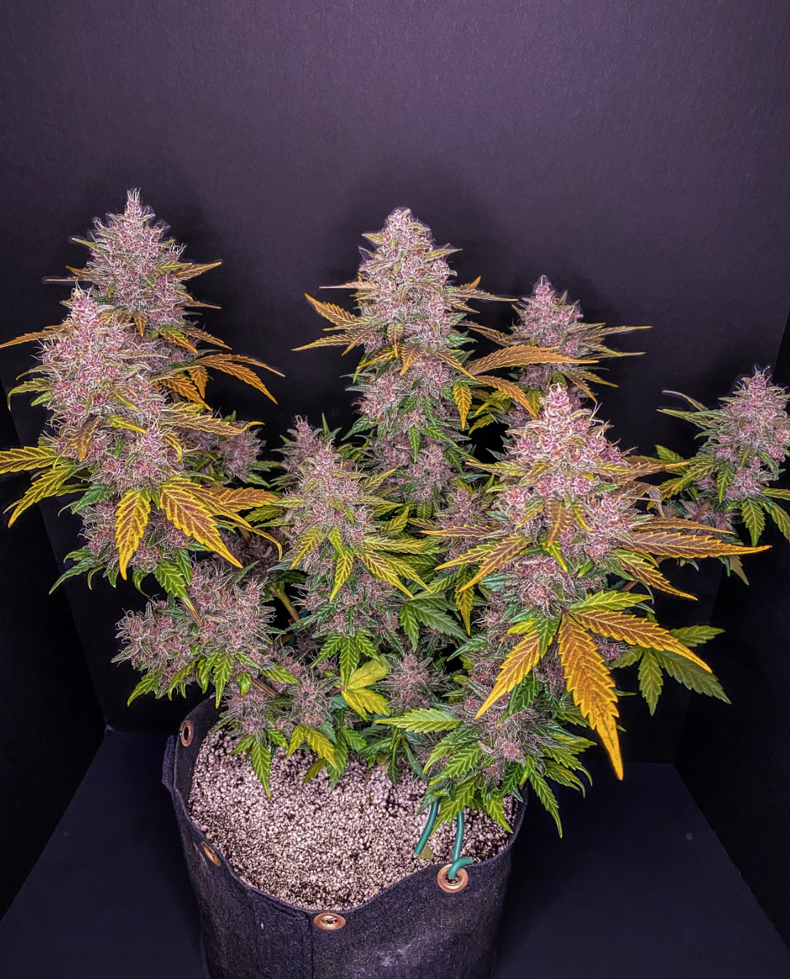 LSD-25 Auto_1