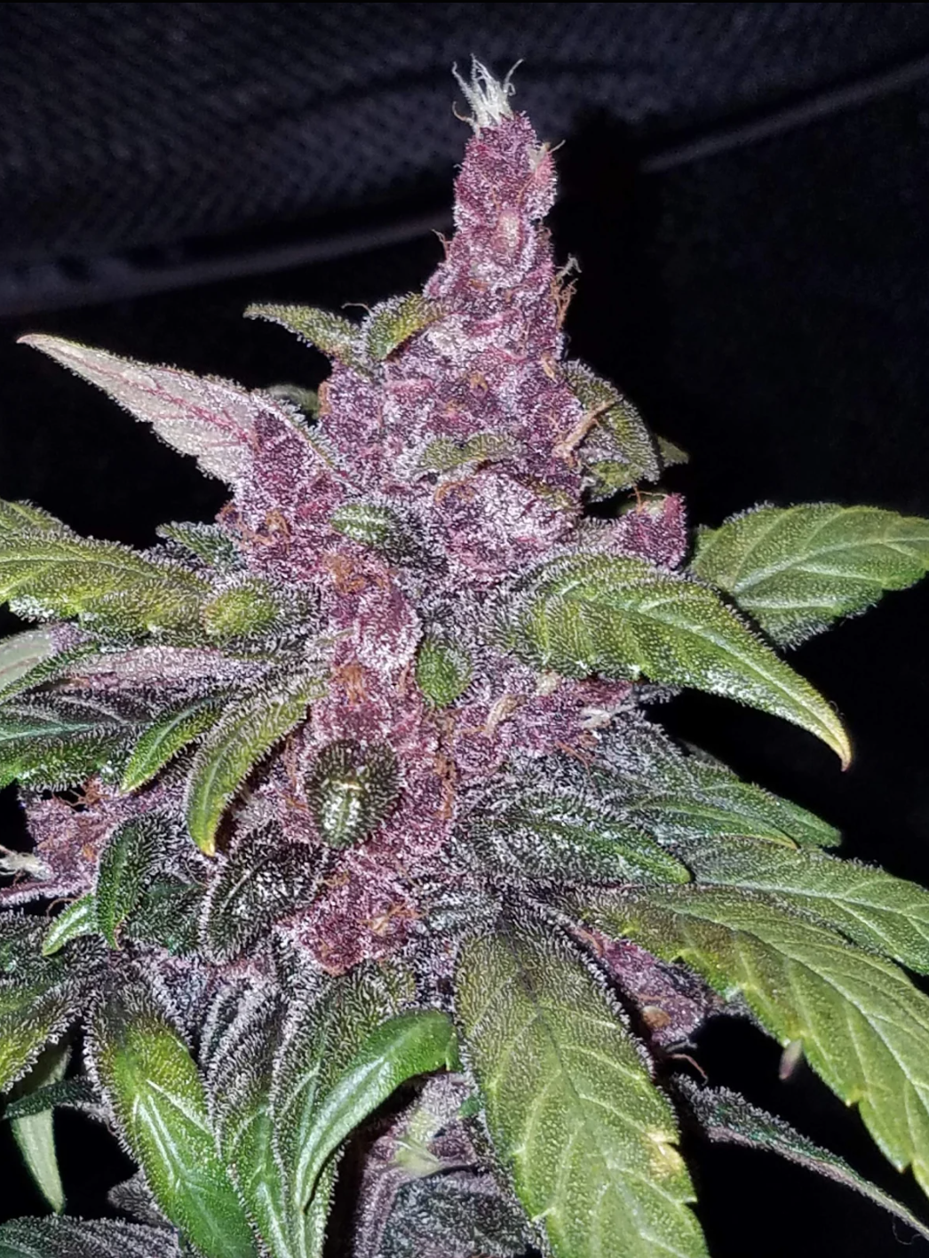 LSD-25 Auto_2