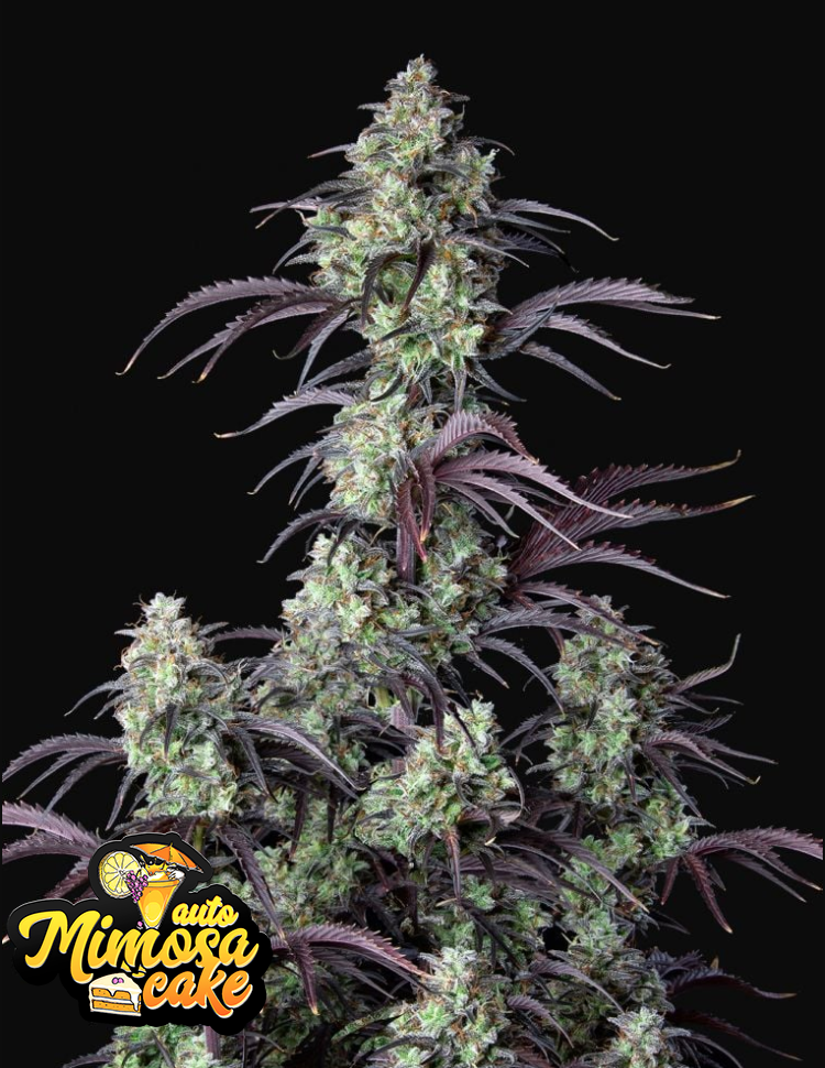 Mimosa Cake Auto