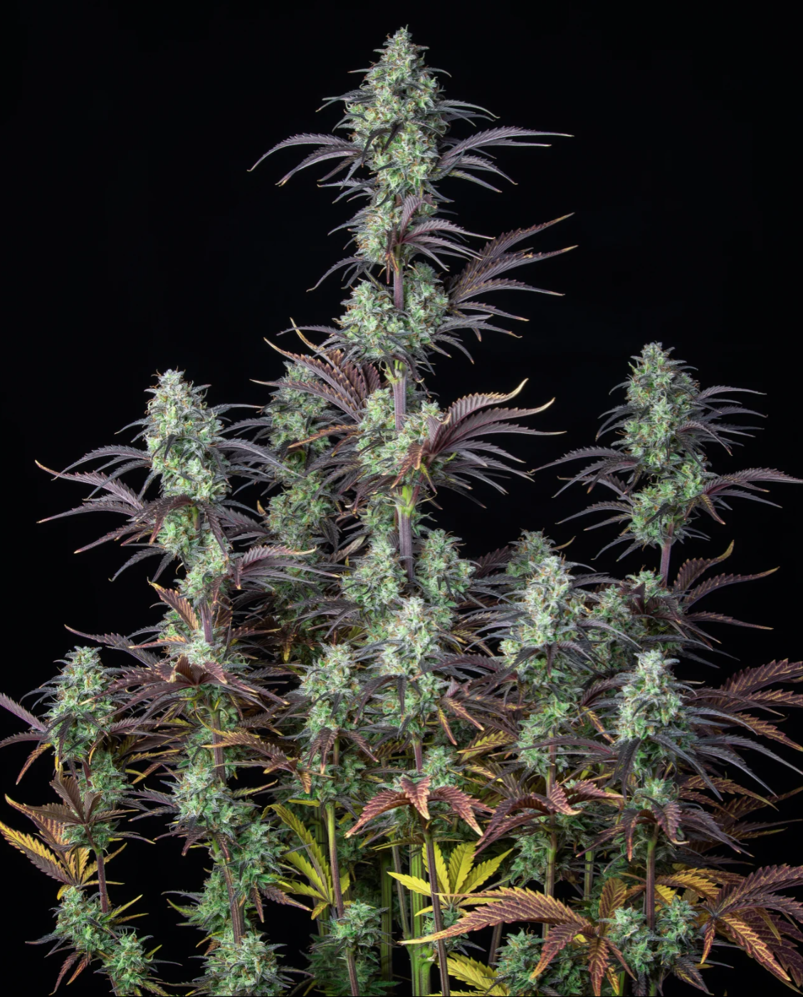 Mimosa Cake Auto_1