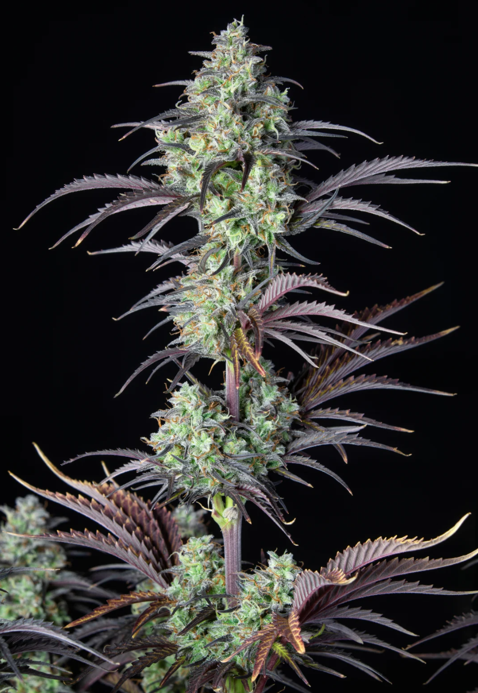 Mimosa Cake Auto_2