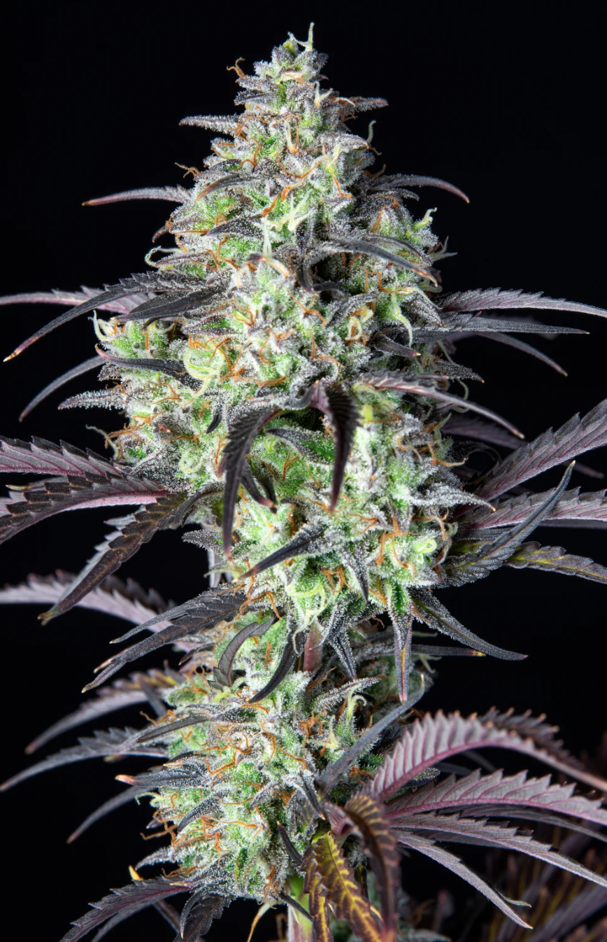 Mimosa Cake Auto_3