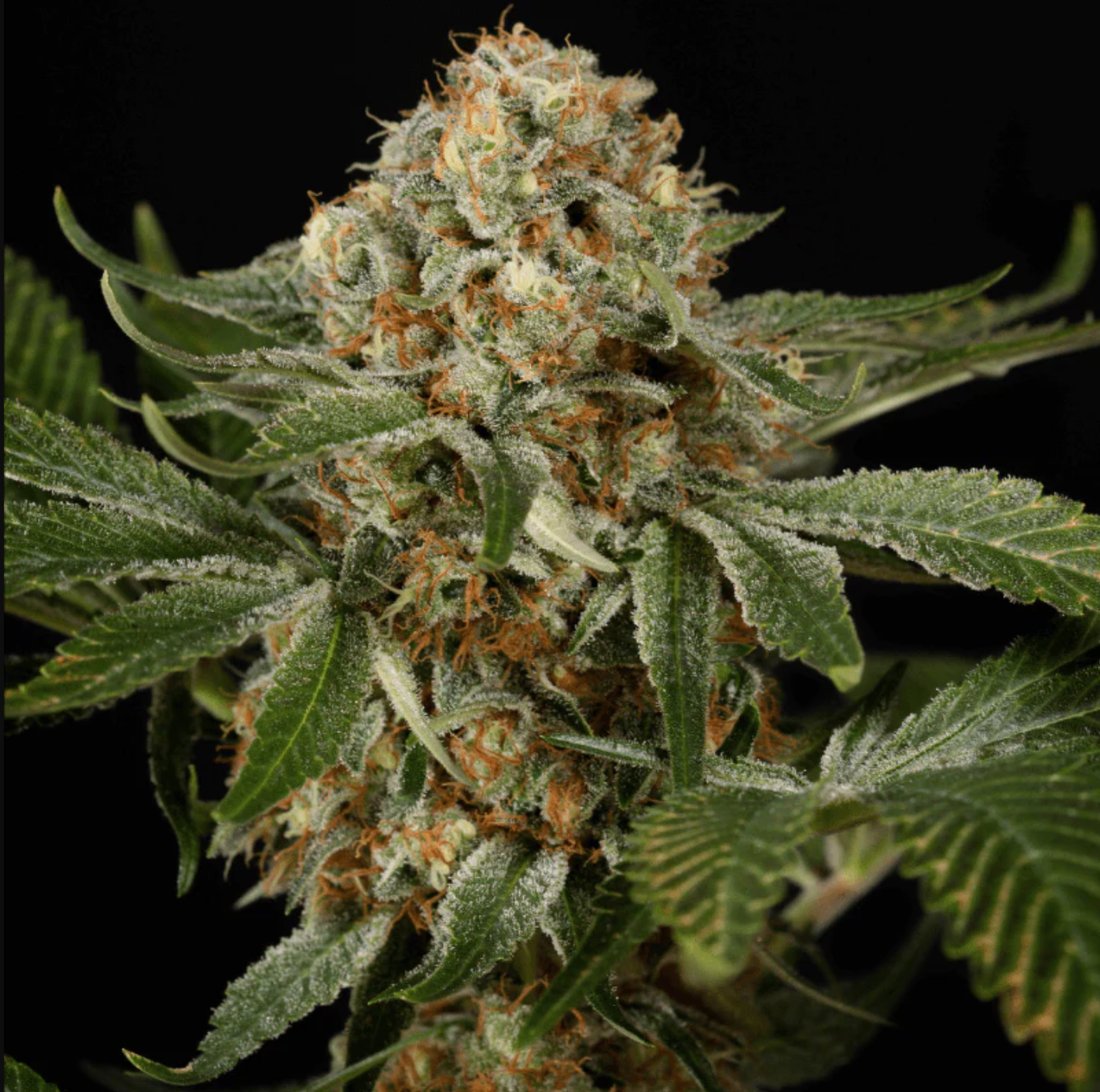 OG KUSH