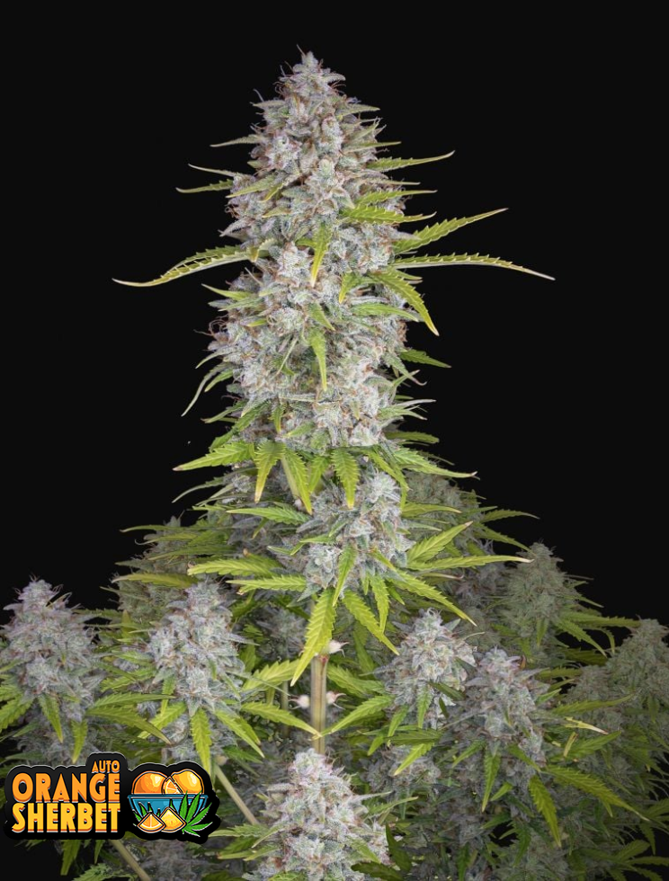 Orange Sherbet Auto
