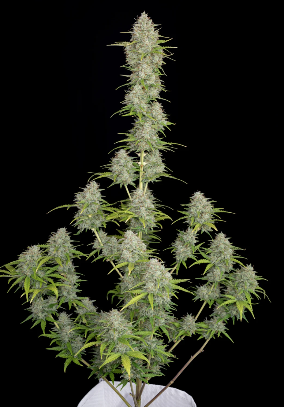 Orange Sherbet Auto_1