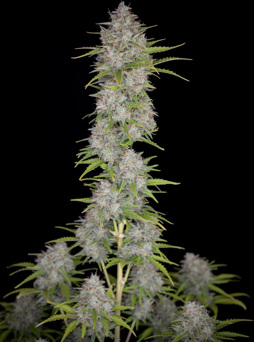 Orange Sherbet Auto_2