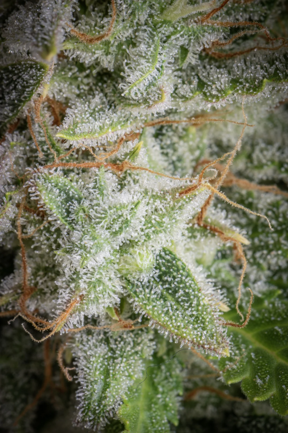 Orange Sherbet Auto_3