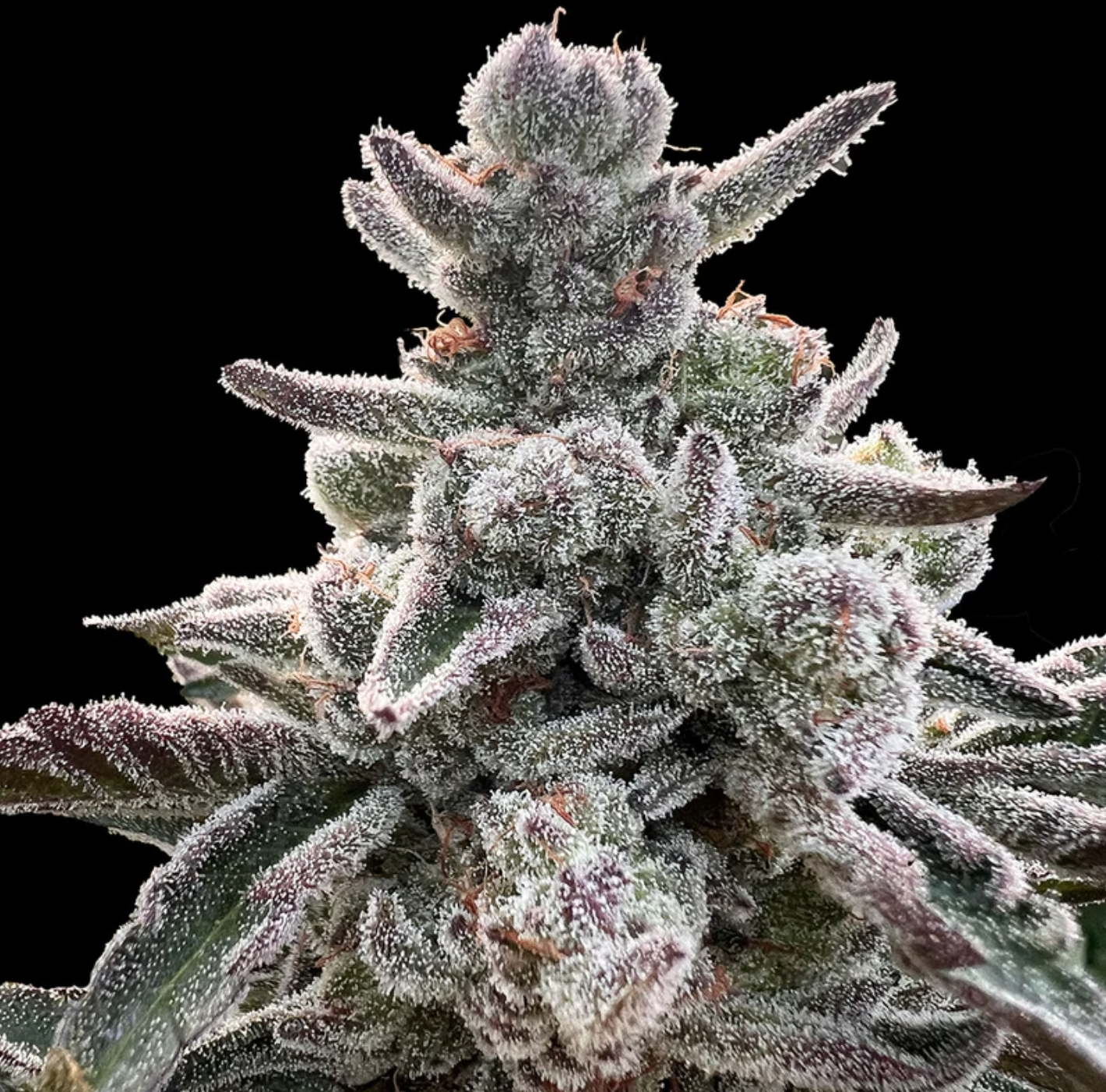 POLAR GELATO BY SHERBINSKIS