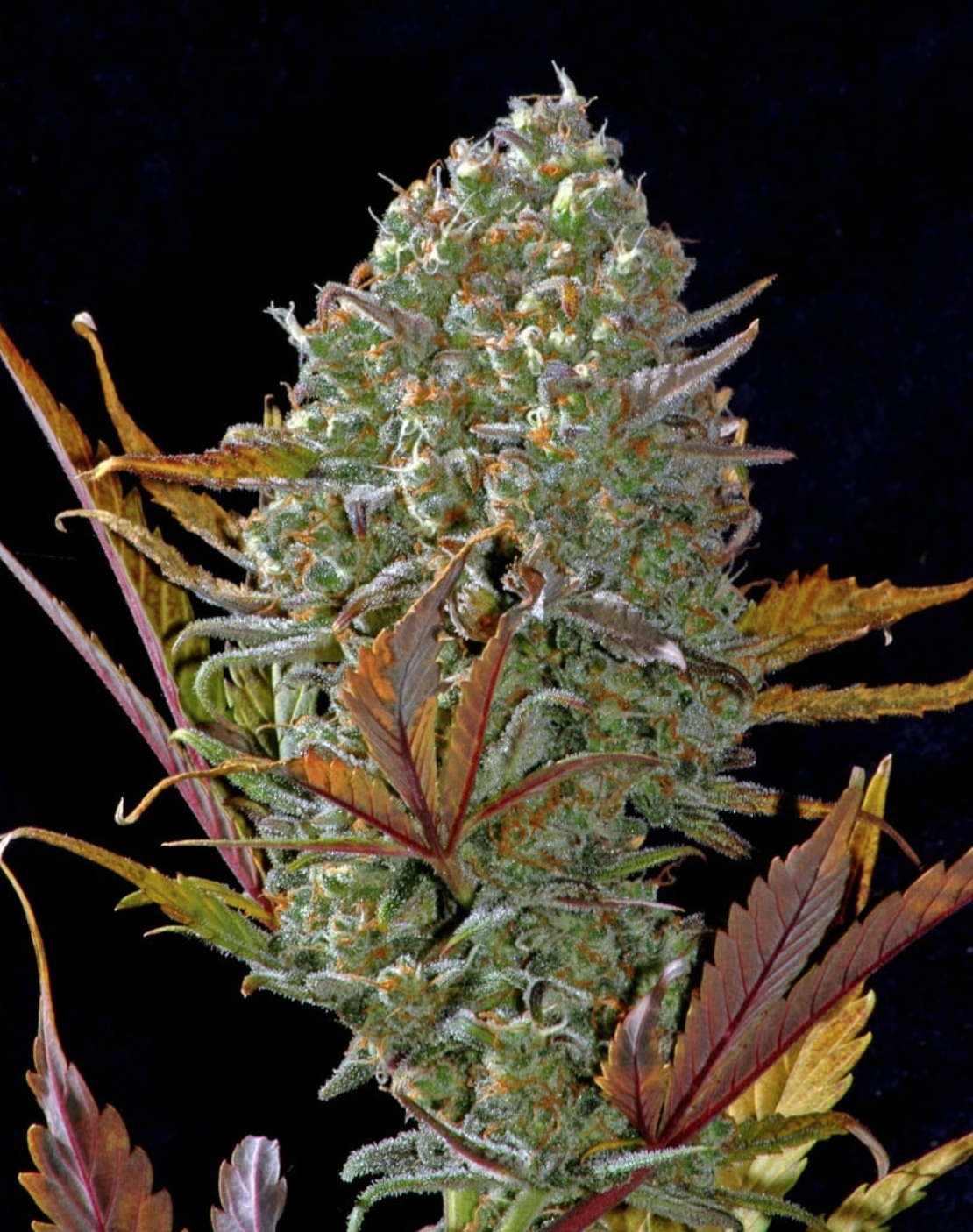 Pineapple Express Auto_1
