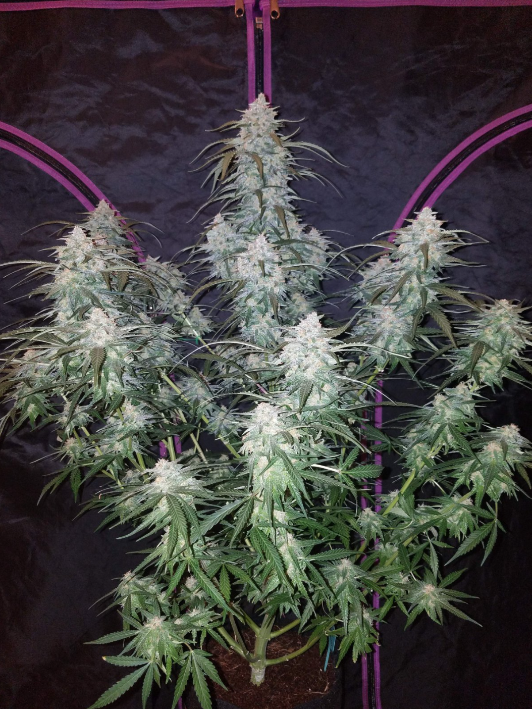 Pineapple Express Auto_2