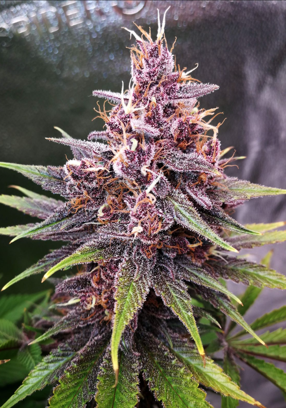 Purple Lemonade Fem_1