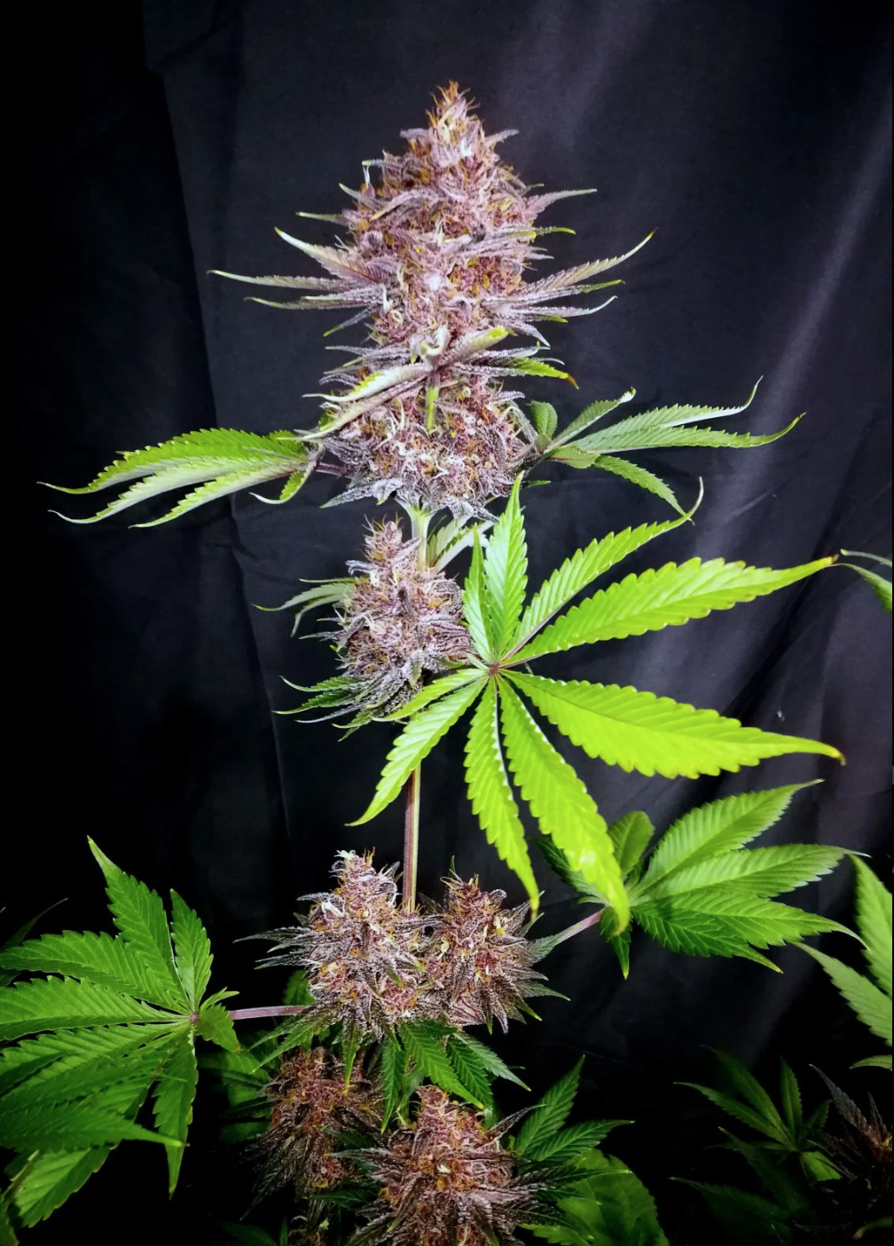 Purple Lemonade Fem_2