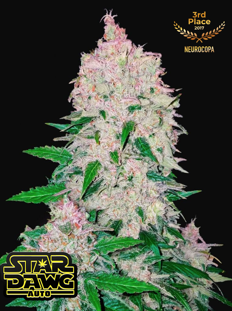 Stardawg Auto