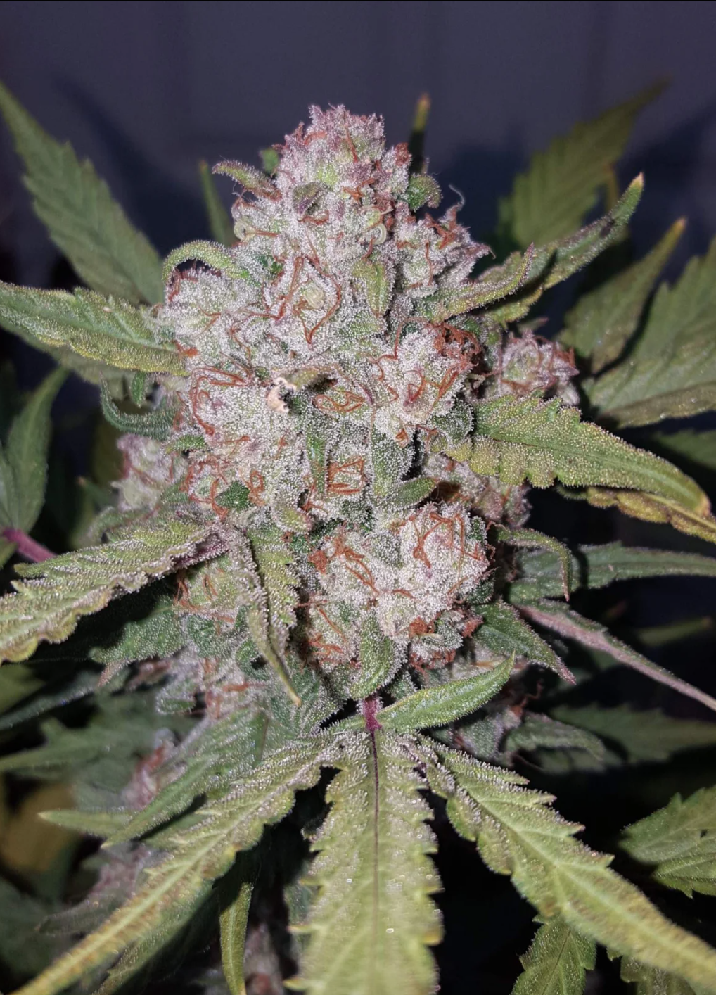 Stardawg Auto_1