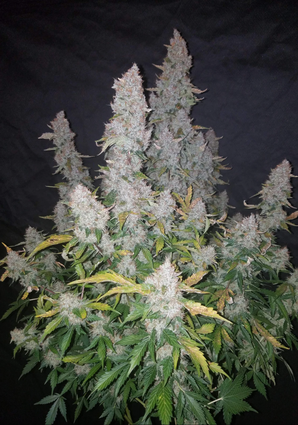 Stardawg Auto_2