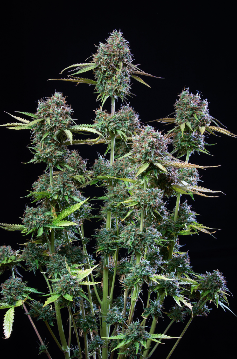 Trainwreck Auto_1