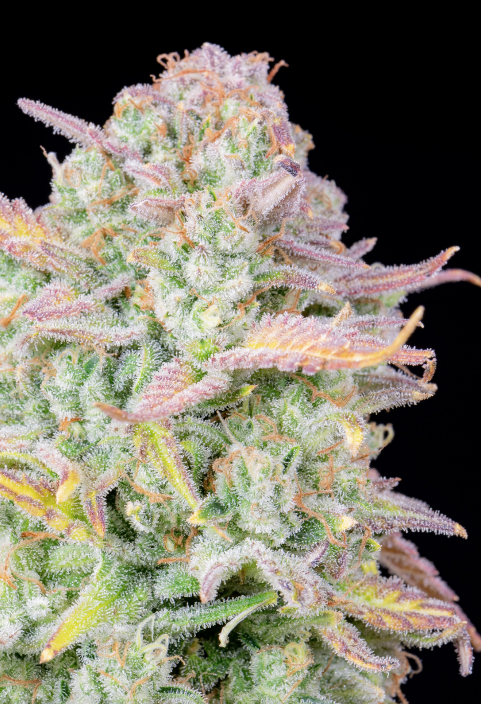 Trainwreck Auto_3