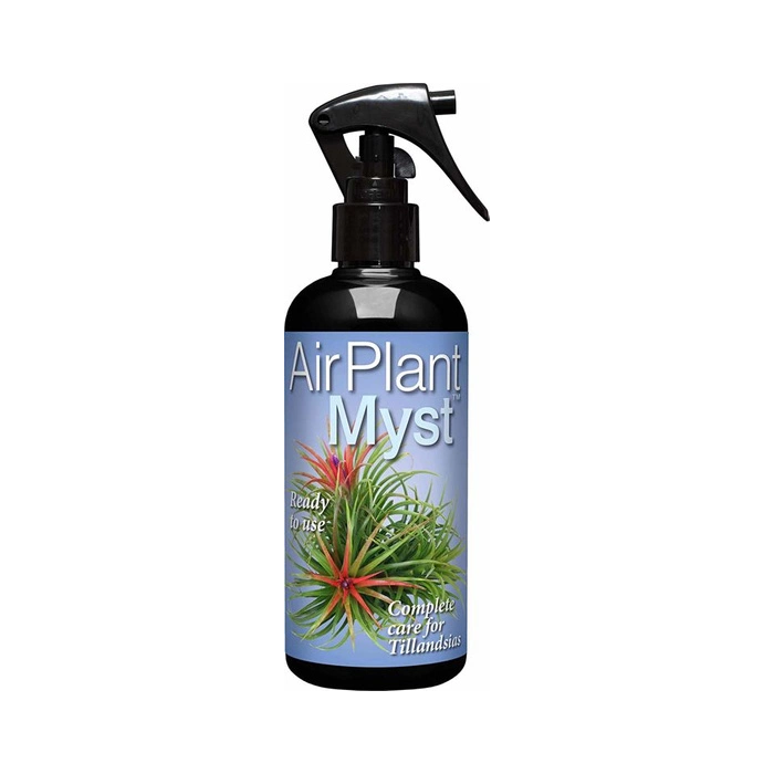 Air Plant Myst